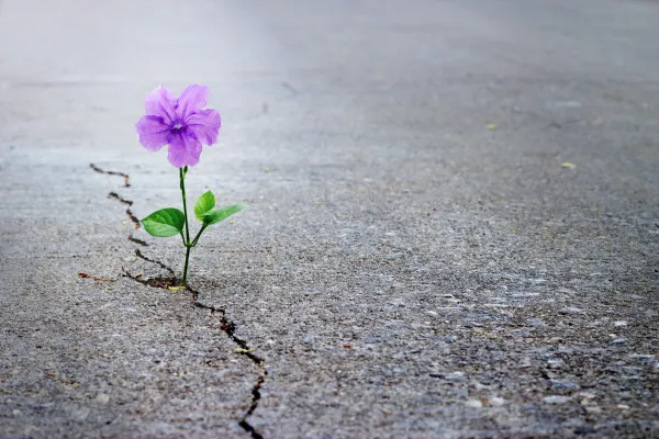 flower in cement