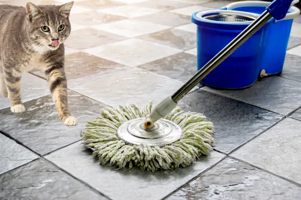 cat and mop