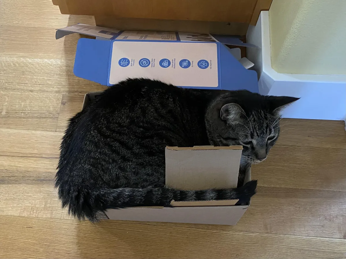 Tiger in box