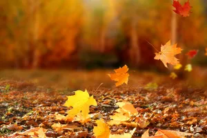 Revealing Our True Colours: What Autumn Leaves Teach Us About Change