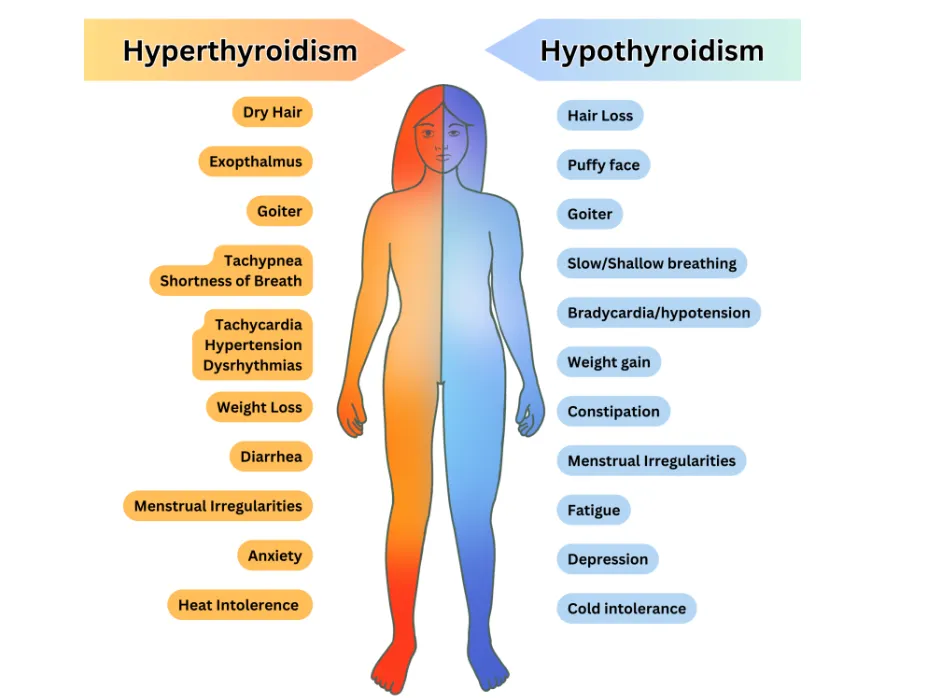 Hyper vs. Hypo THYROIDism