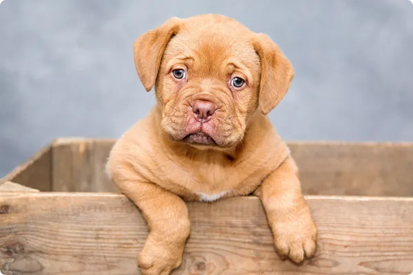 La primera revisión del cachorro: un paso esencial para toda su vida