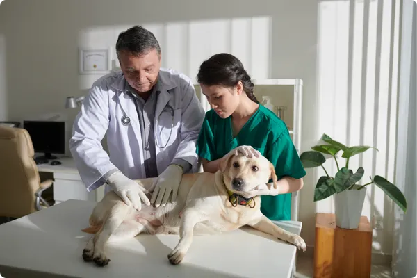Endoscopía Veterinaria: Una mirada interna sin dolor