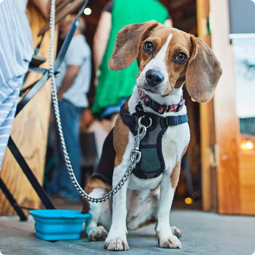 Rutina matutina con mascota: desayuno y paseo