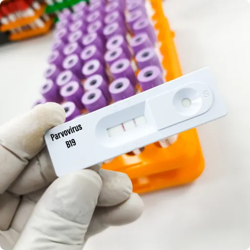 Hospitalización para perros con parvovirus