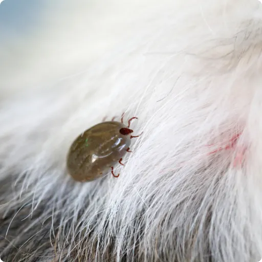 Ehrlichiosis en perros: todo lo que debes saber para proteger a tu mascota