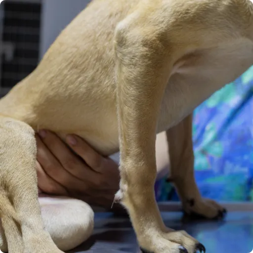 Vólvulo o torsión gástrica en perros: una emergencia que no puede esperar