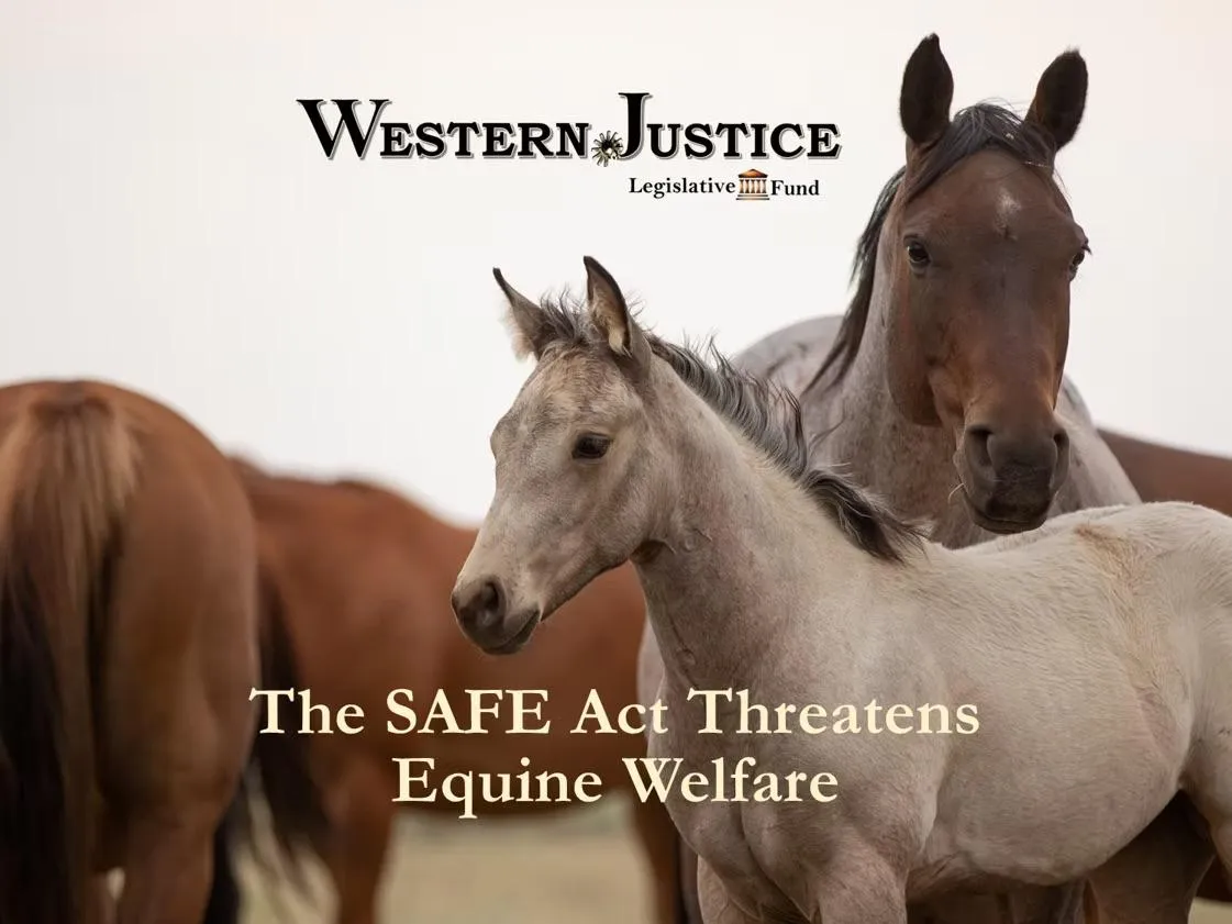 SAFE Act Threatens Equine Welfare