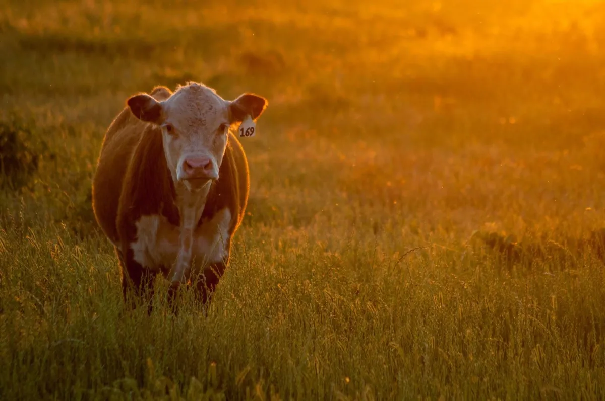 Grass-fed vs Grain-fed vs Organic?