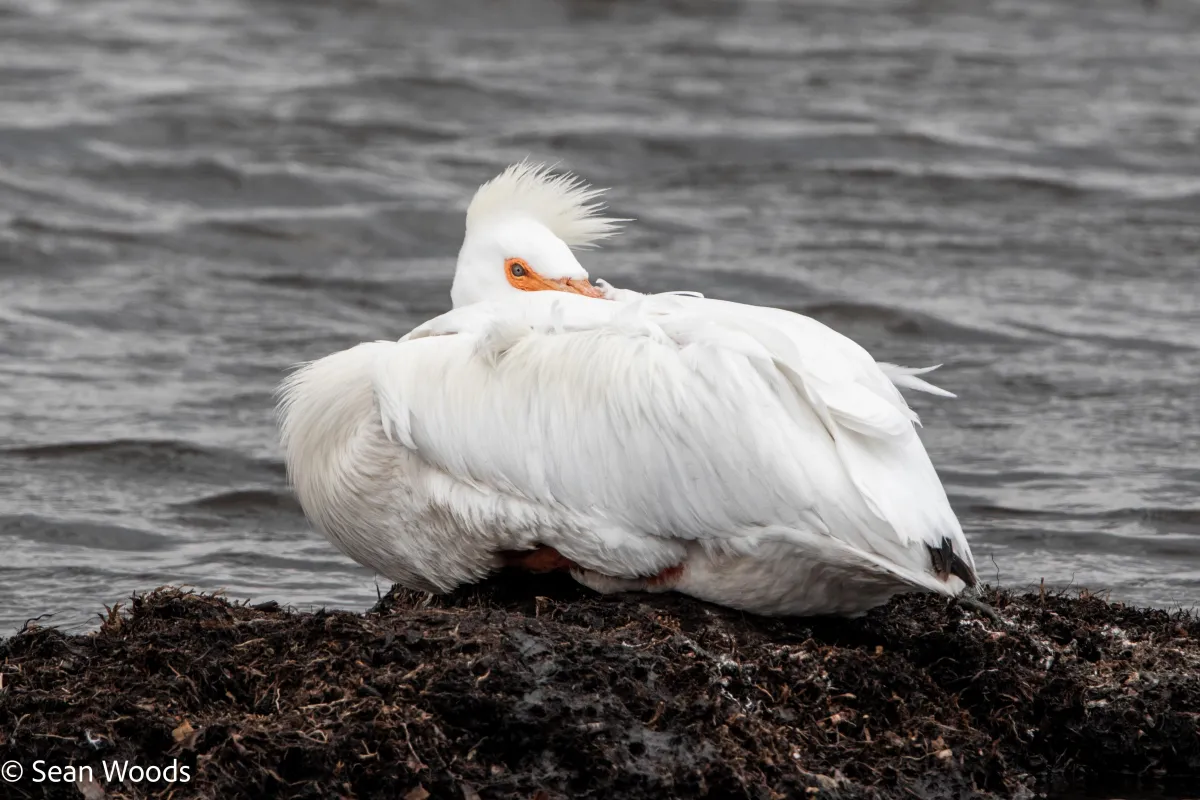 White Pelican