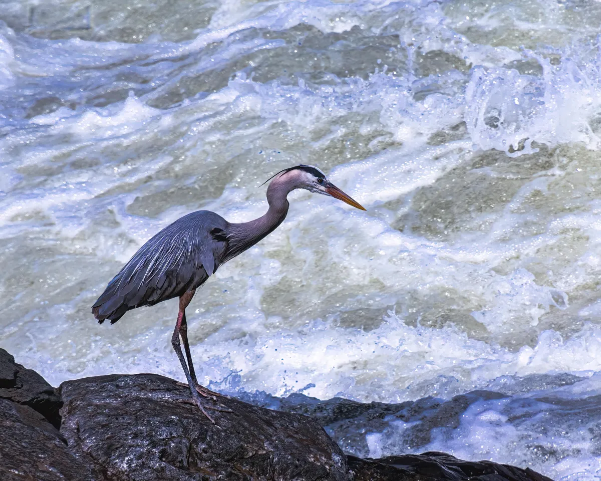 Great Blue Heron