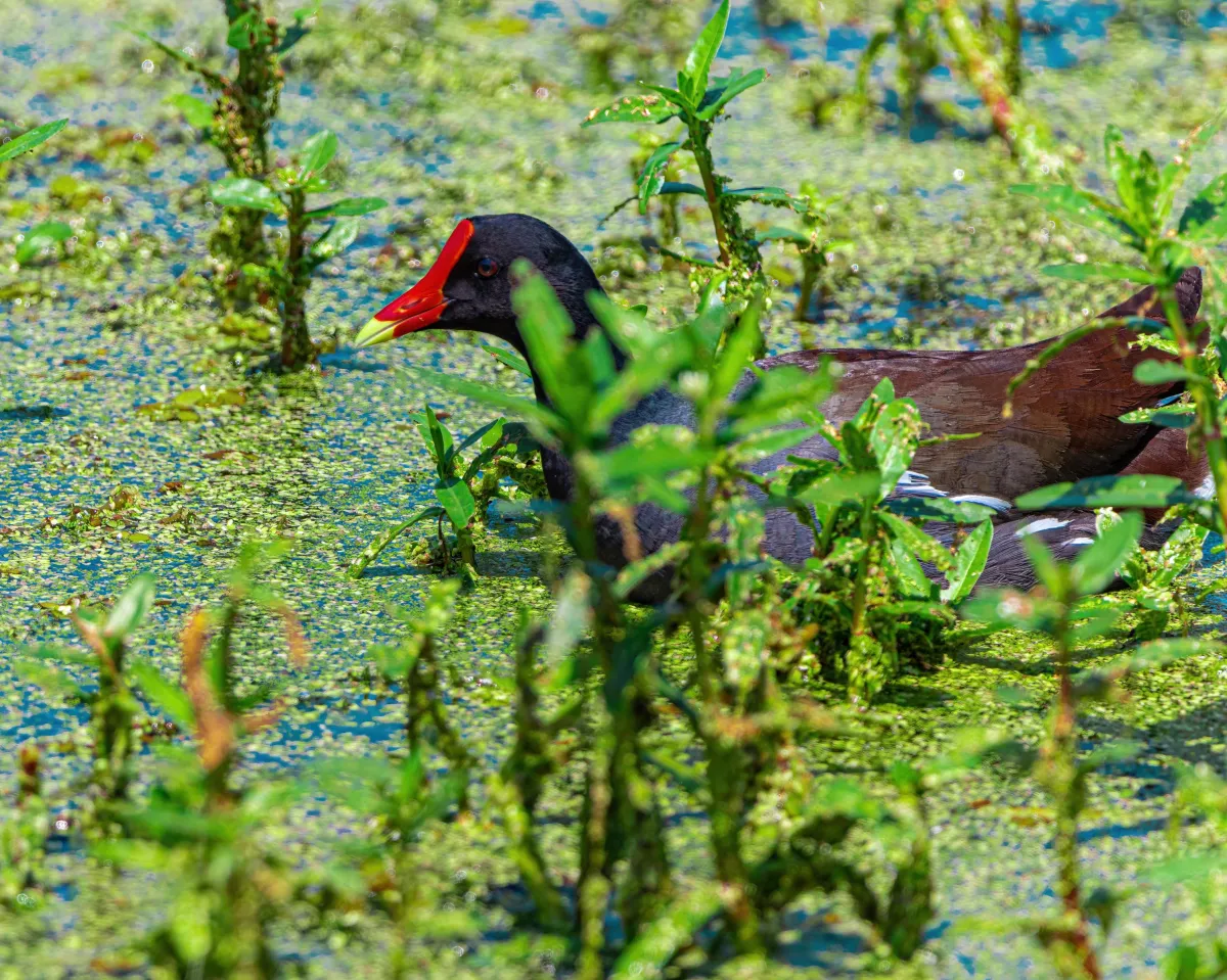 Common Gallinule