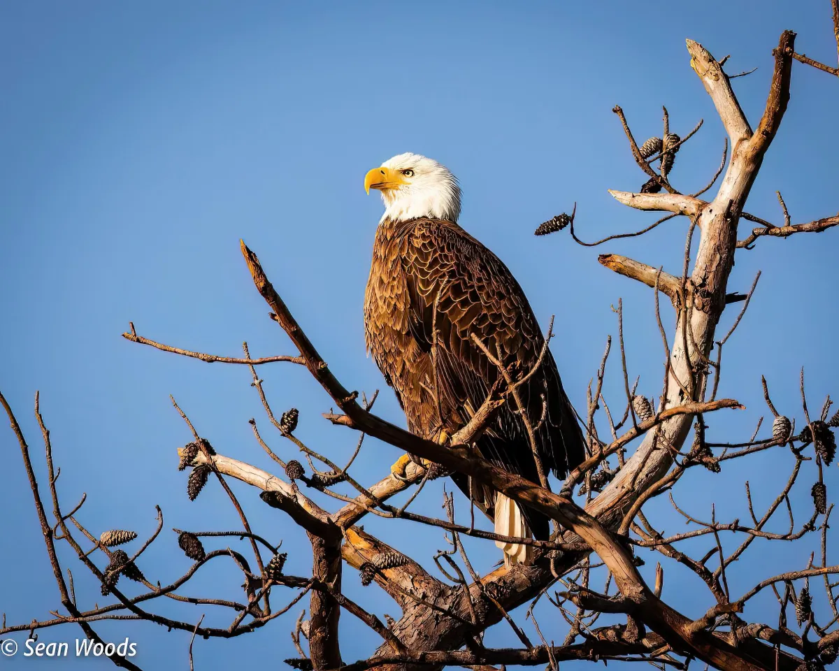 Eagle Perched