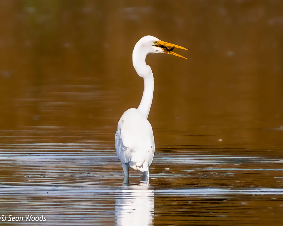Great Egret