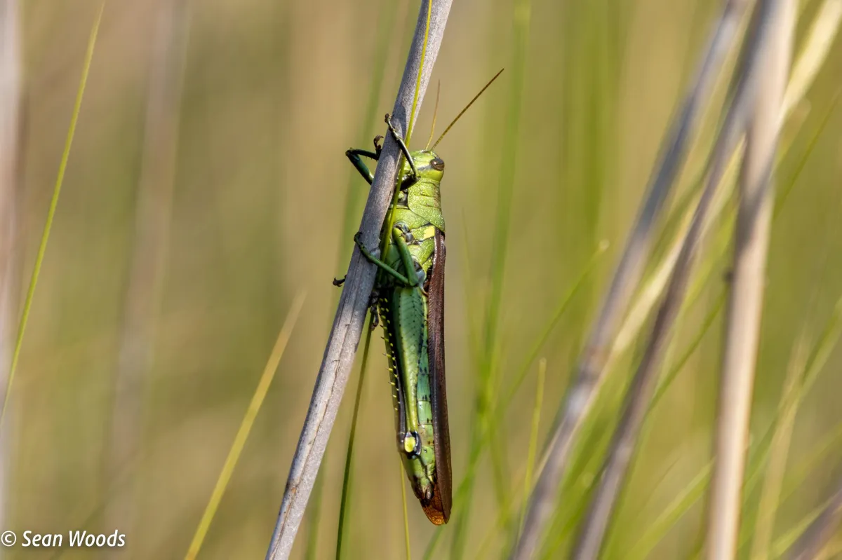 Grasshopper