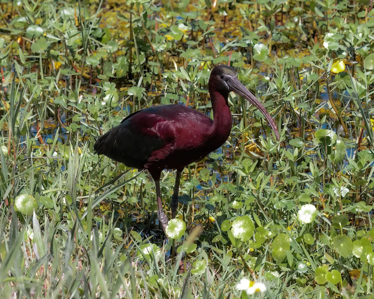 Glossy Ibis