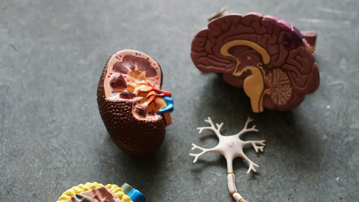 Tratamientos innovadores para la rehabilitación neuropsicológica en lesiones cerebrales traumáticas