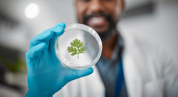 Biotechnologist approaching a vibrant plant specimen, ready to examine its potential applications.