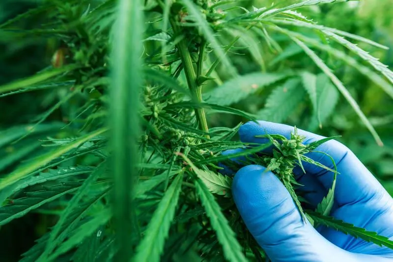 lab tech selects marijuana samples for analysis