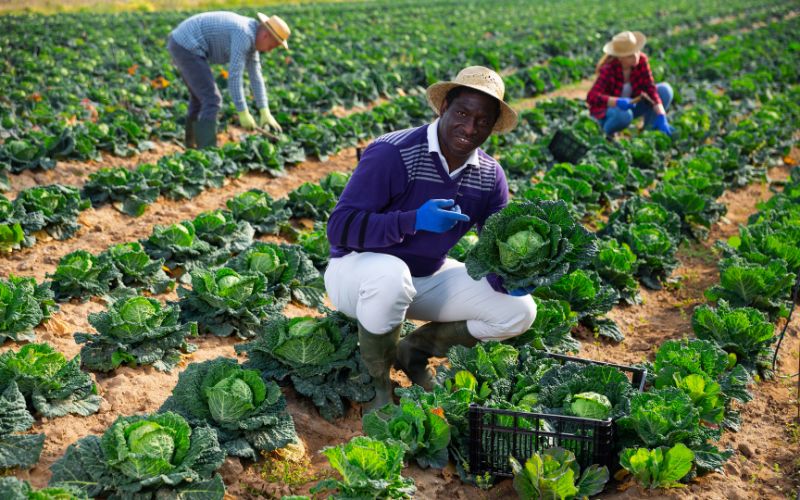 From Challenges to Triumphs: Why Supporting Black Farmers Matters in 2025