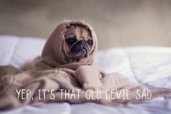 Pug dog wrapped in a blanket on a bed