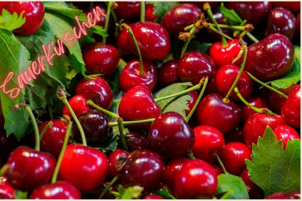 Frische Sauerkirschen als natürliche Unterstützung bei Gicht – ballaststoffreiche Ernährung, entzündungshemmende Lebensmittel und ganzheitliche Ernährungsberatung zur Senkung von Harnsäure