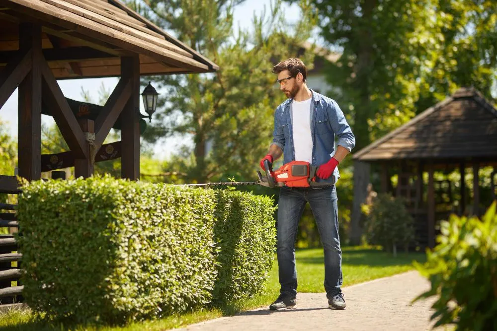 male gardener shaping overgrown boxwood