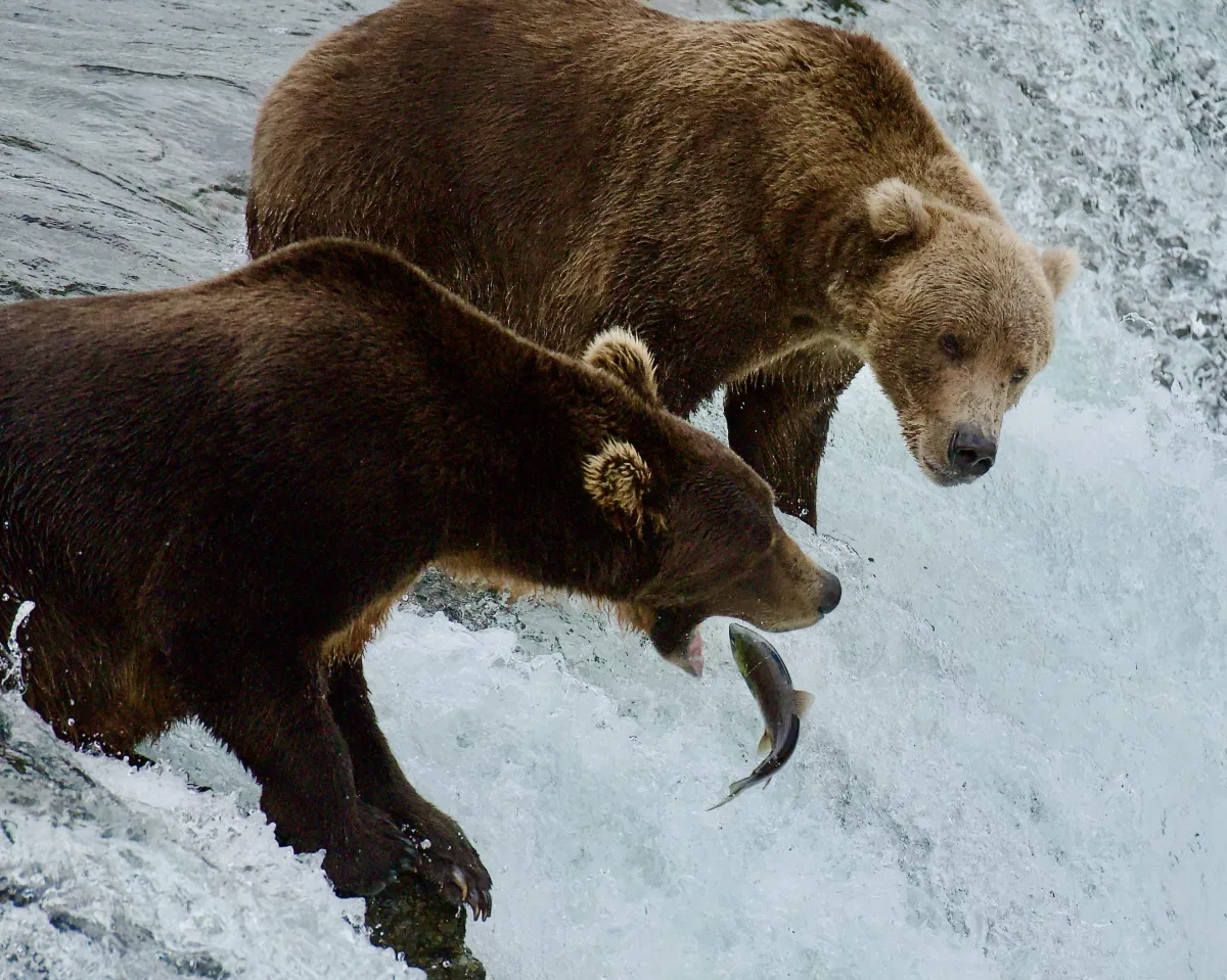 Trip Insurance: Protecting Your Montana Fly Fishing Adventure