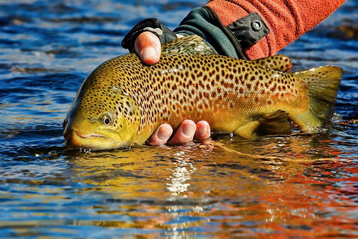 Where Trout Begin: Protecting Spawning Trout on Montana’s Missouri River