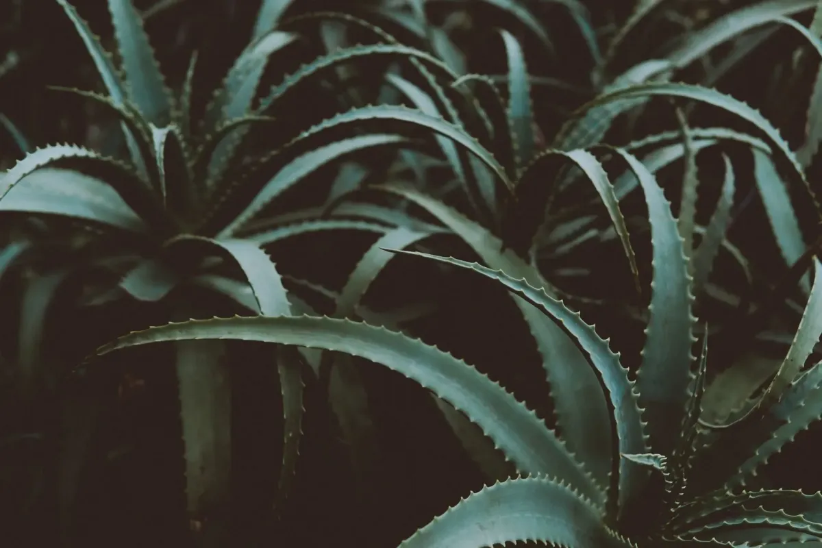 A Natural Remedy for Thyroid Health: Aloe Vera Juice