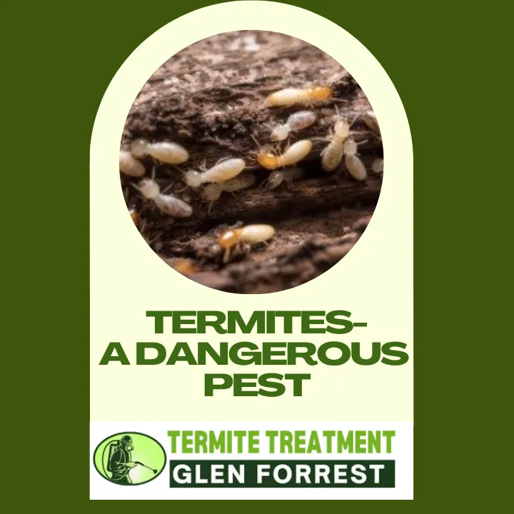 termites-the-hidden-danger-perth