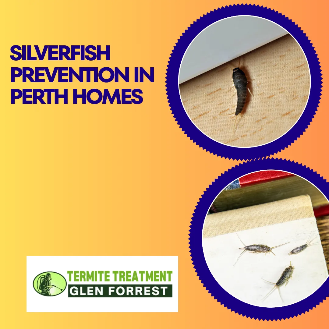 Silverfish infesting books, papers, and damp areas in Perth homes.