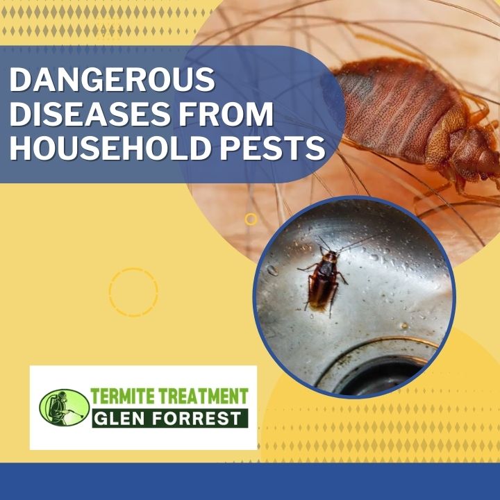 Household pests in Perth homes spreading dangerous diseases and health risks