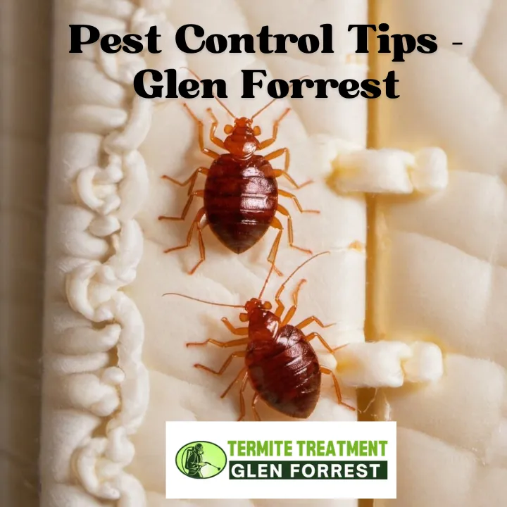 Professional performing emergency pest control in a Glen Forrest home.