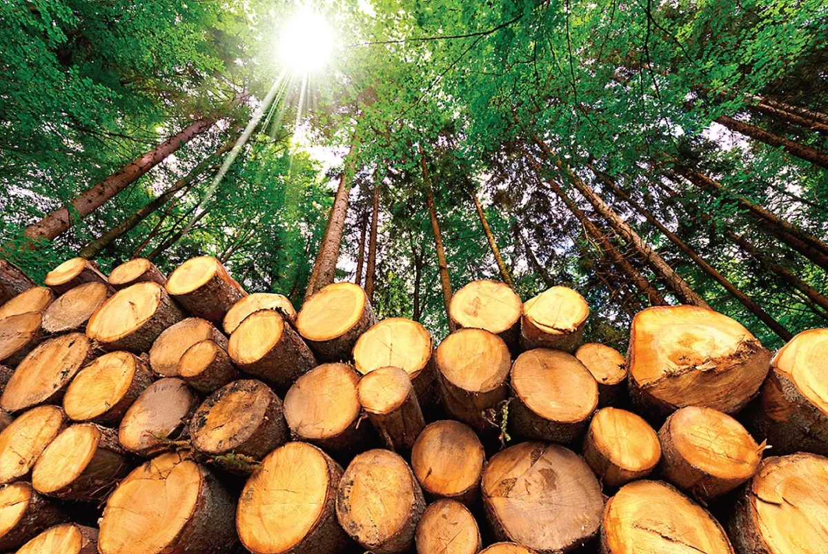 Brazil, Indonesia and Congo Sign Rainforest Protection Pact