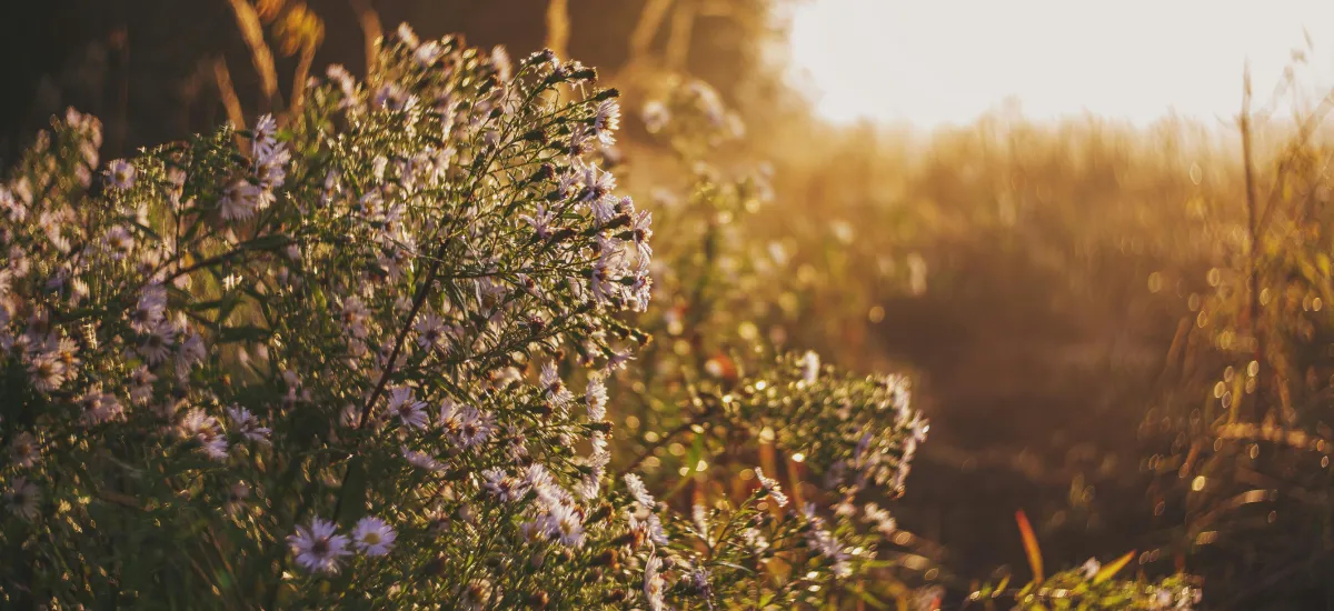 Unmet Expectations: Bringing Them to God Without Shame