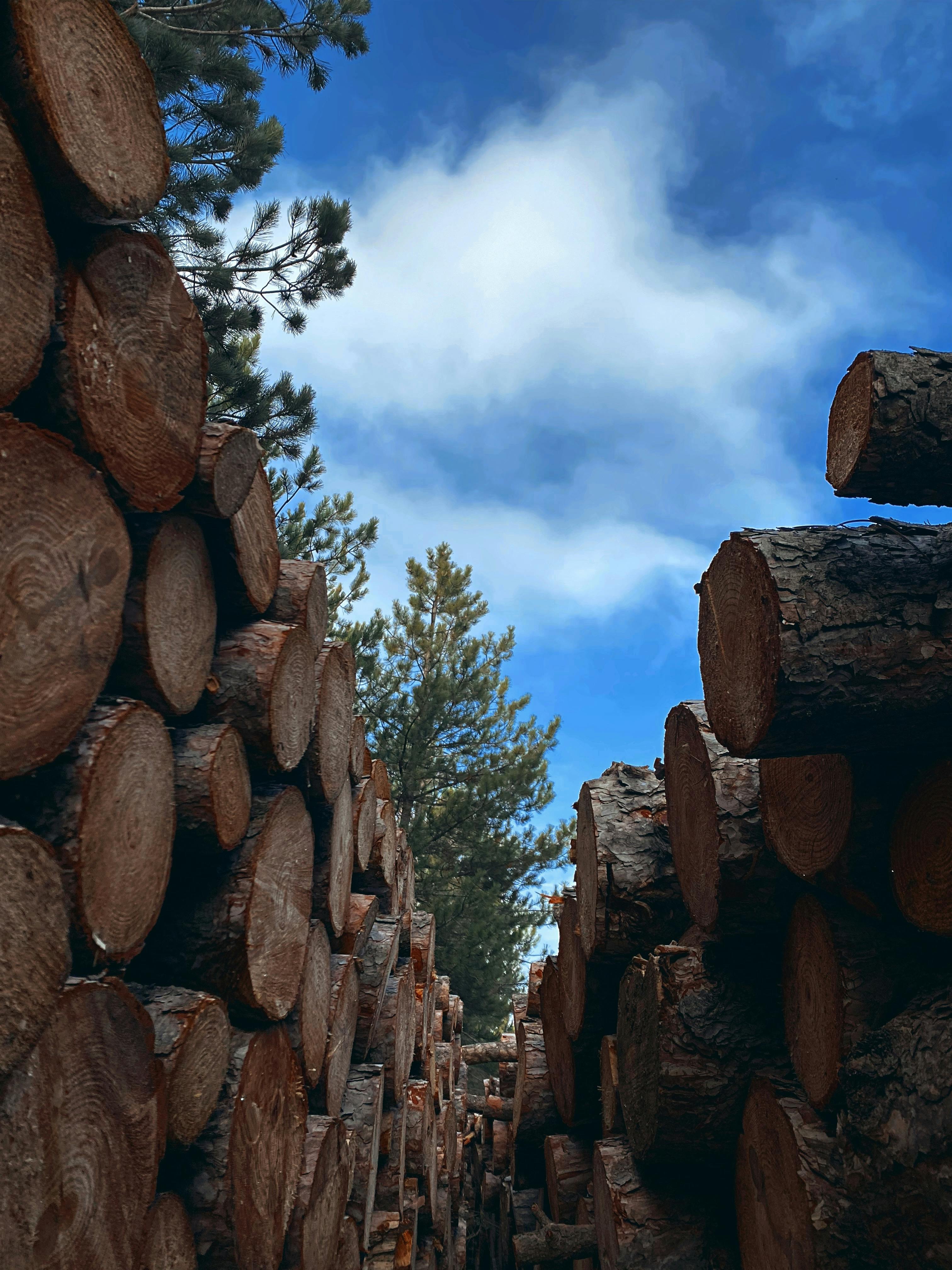 Przemysł drzewny a zielone zamówienia publiczne – nowe możliwości, wymagania i kierunki zmian