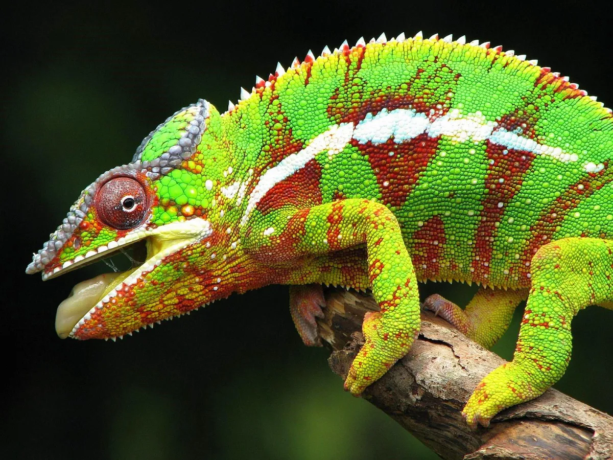 Chameleon