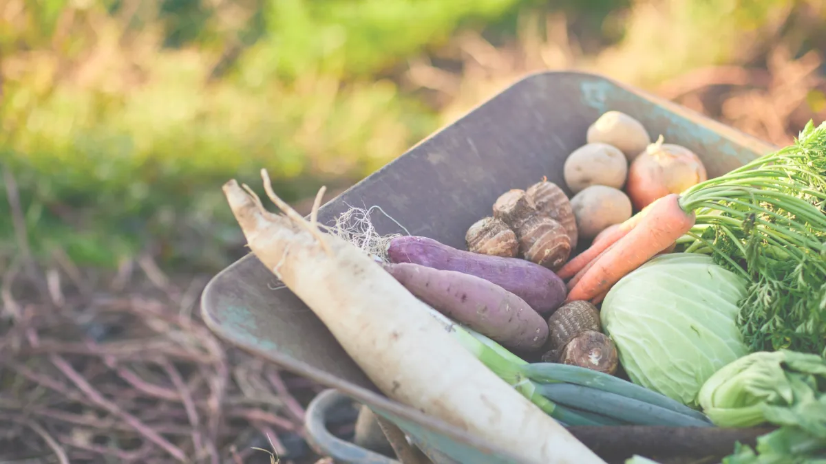 Harvesting Strength: How to Stay Energized When the Days Grow Shorter