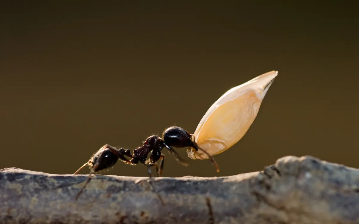 Ant Pest