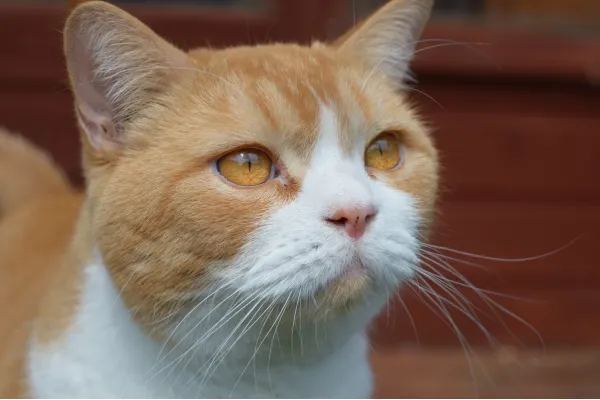 Gizmo the cat thinking about my new blog...