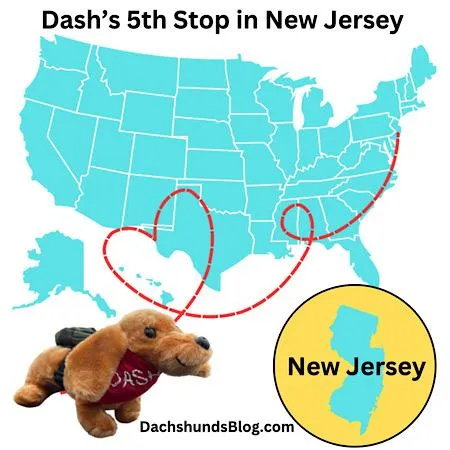 Dash New Jersey