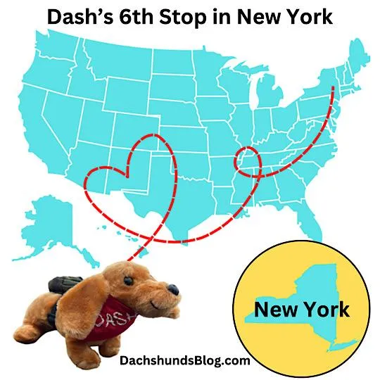 Dash New York