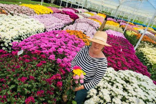 Creativity in Bloom: A woman demonstrating Creativity Mantras selects various chrysanthemums to craft a beautifully arranged flower bouquet at a cut flower farm -Getty image.