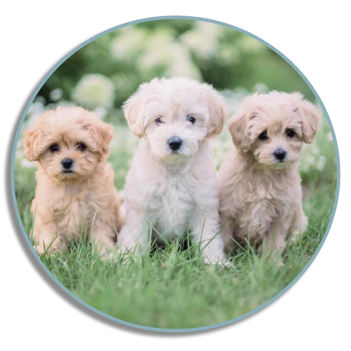 The Ultimate Maltipoo Breed Guide: Everything You Need to Know
