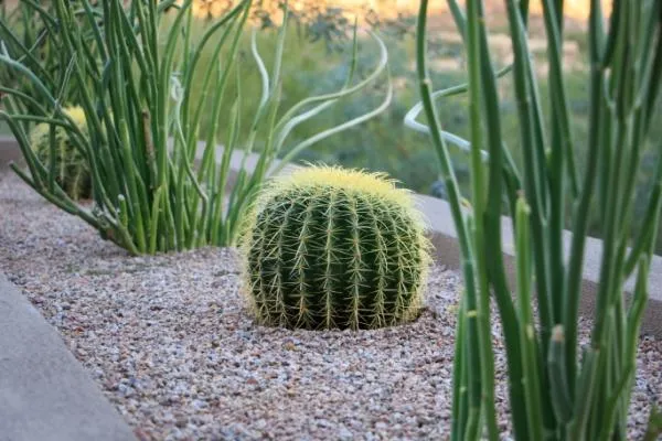 Desert Landscaping in Arizona, www.unwindlandscapes.com
