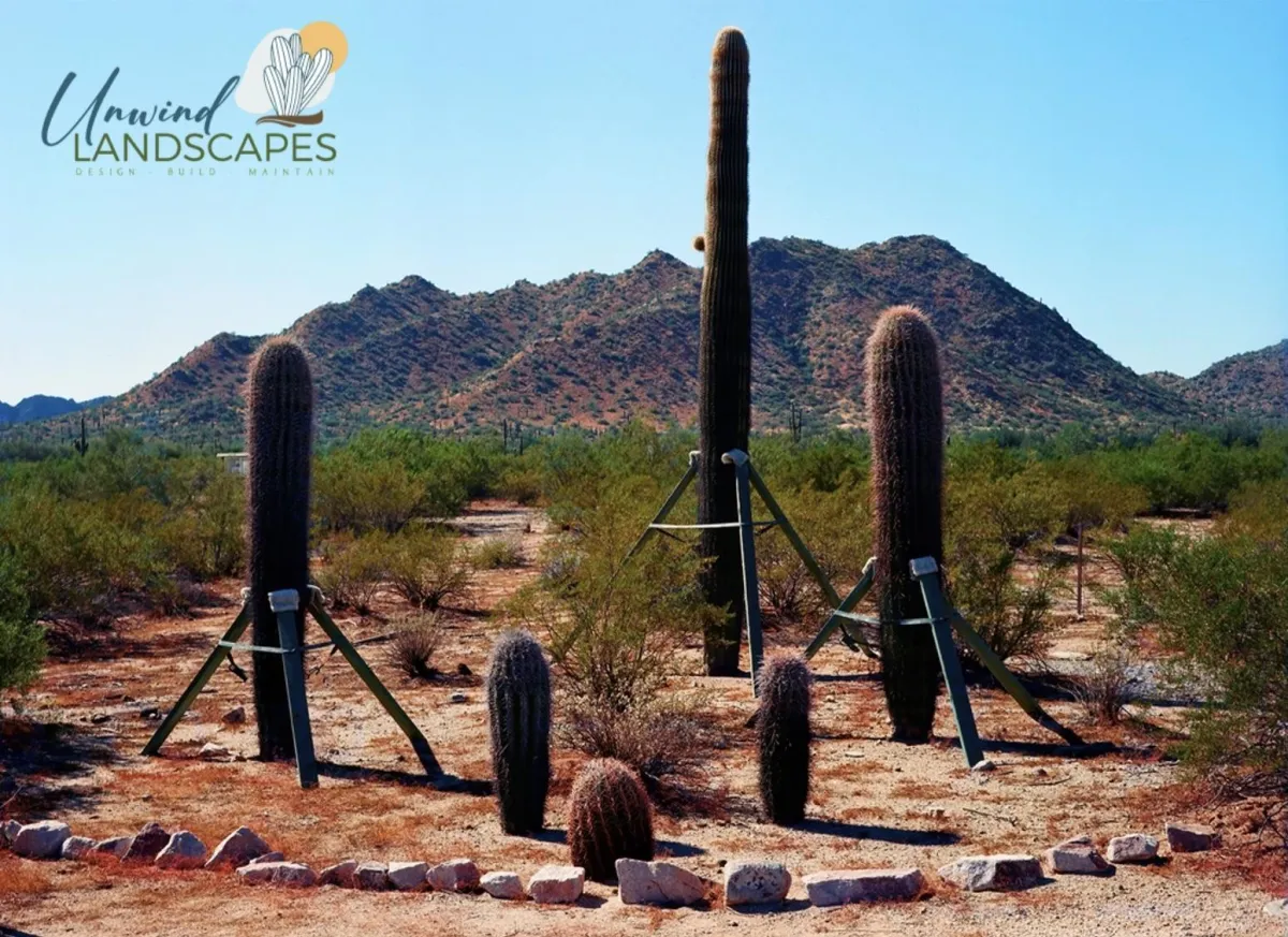 Protecting our State Treasures: How to Safely Transplant a Young Saguaro Cactus in Arizona