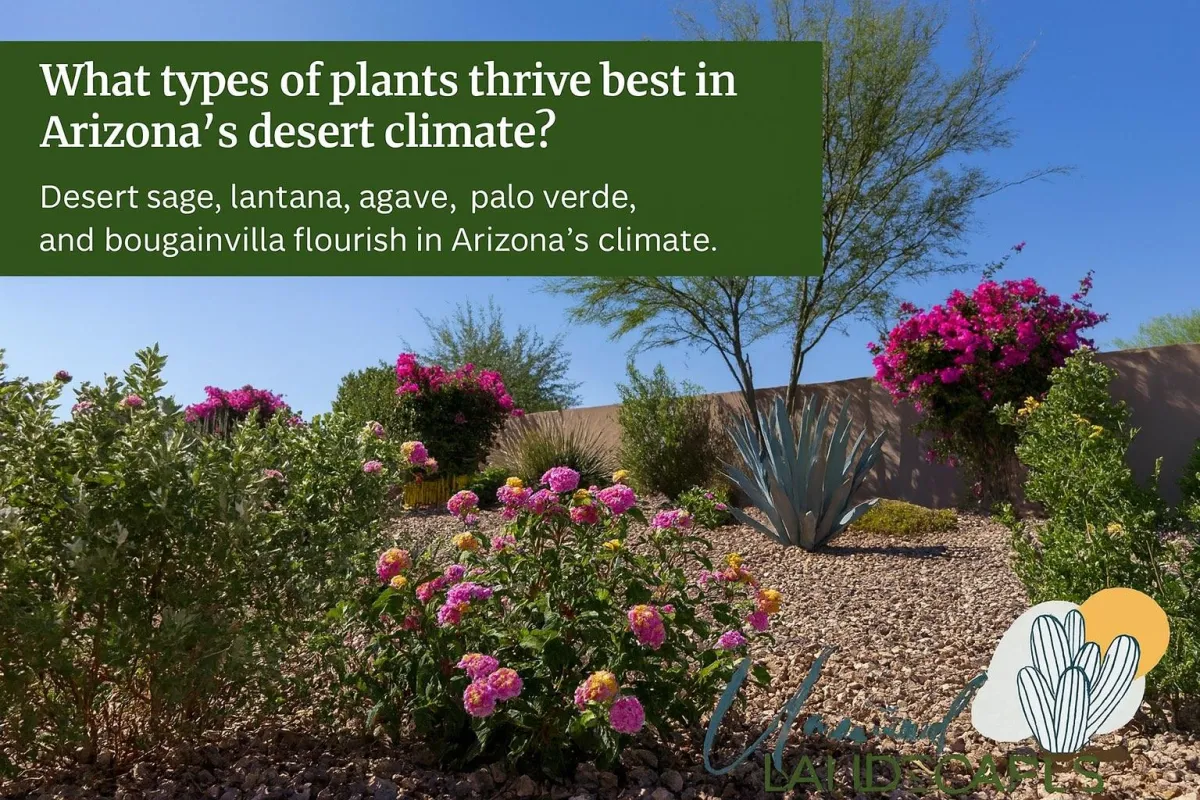 What Types of Plants Thrive Best in Arizona’s Desert Climate?