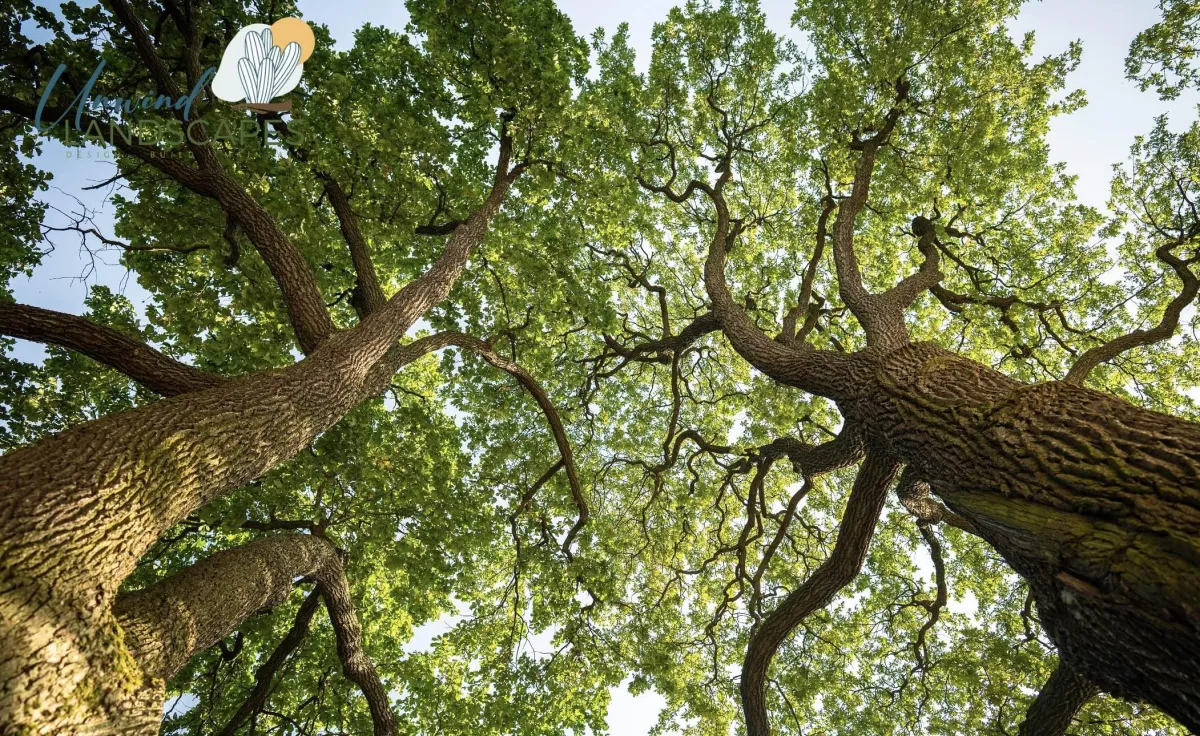 Choosing the Best Shade Trees for Phoenix Yards: Low Water, High Impact