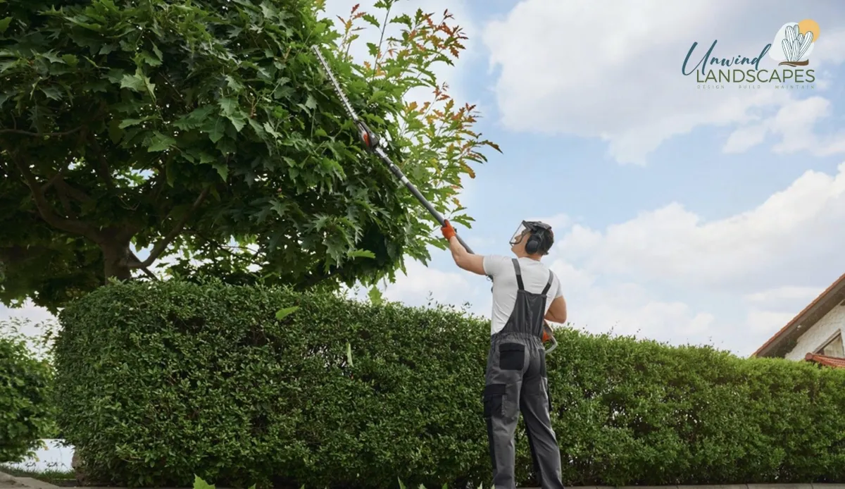 Tree Trimming in Phoenix: The Best Times of Year for Different Desert Trees